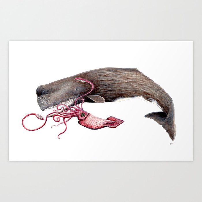 sperm whale vs giant squid drawing