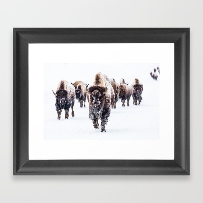 Winter Buffalo Framed Art Print