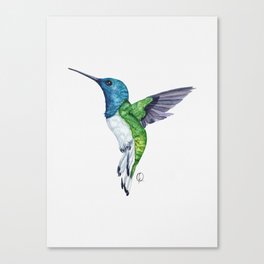Graceful Tri-Color Hummingbird Canvas Print