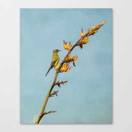 Bellbird on a flax branch Canvas Print