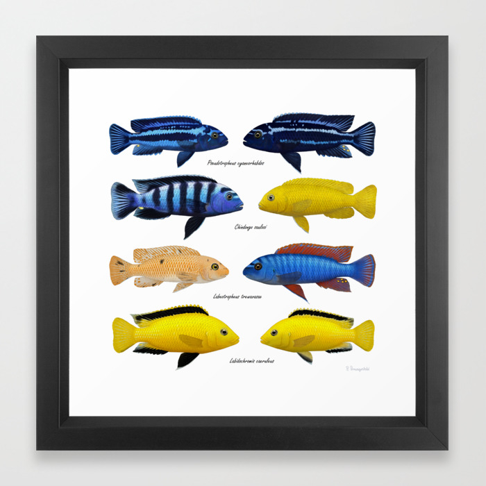 Lake Malawi Mbuna Cichlids Framed Art Print By Preradkor Society6