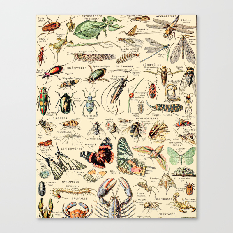 Insect Wall Hangings Tapesty Vintage Art Print Poster
