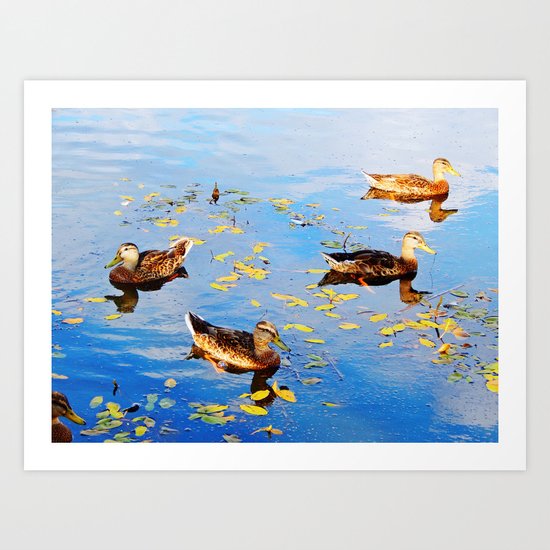 Ducks on a Pond Art Print