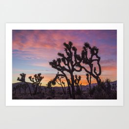 Colorful Sunset in Joshua Tree National Park Art Print