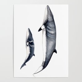 Minke whale with baby whale Poster