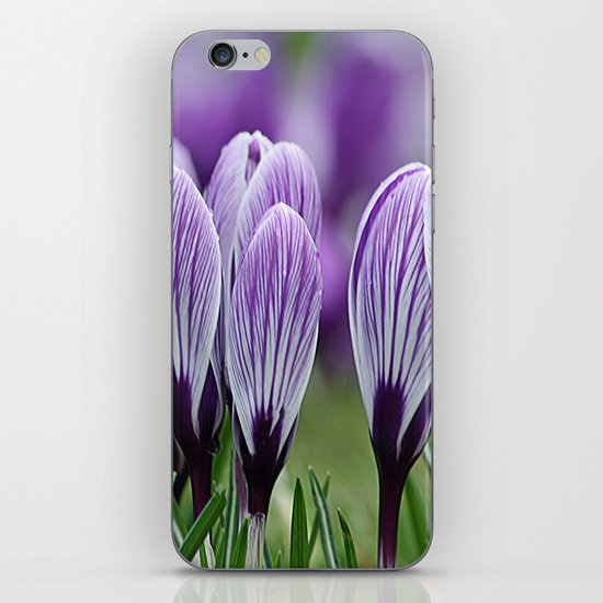 Purple Crocus iPhone & iPod Skin