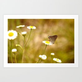 Banded Hairstreak Butterfly  Art Print | Photo, Nature, Landscape 