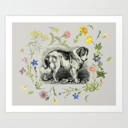 Saint Bernard Dog & Alpine Wildflowers - Gray  Art Print