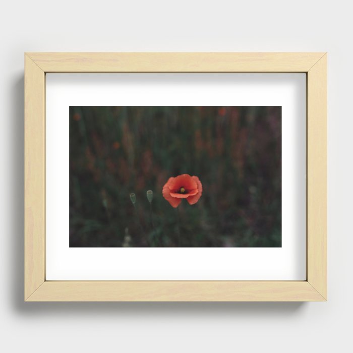Flanders fields - poppy soft focus - flower photography art print  Recessed Framed Print