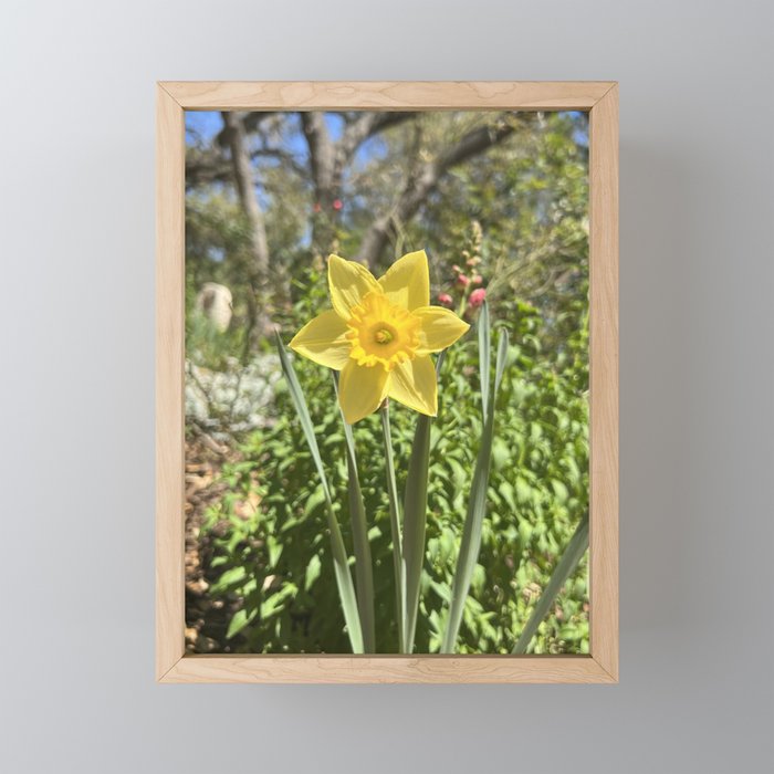 Yellow Daffodil Framed Mini Art Print