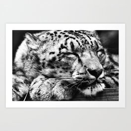 Snow Leopard Slumber Art Print