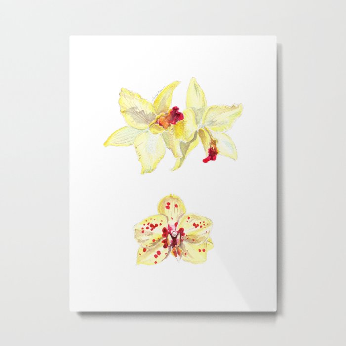 yellow orchids Metal Print