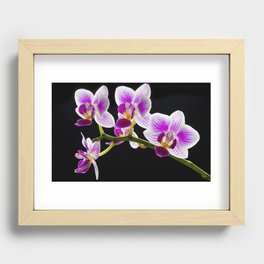 White and purple orchid Recessed Framed Print