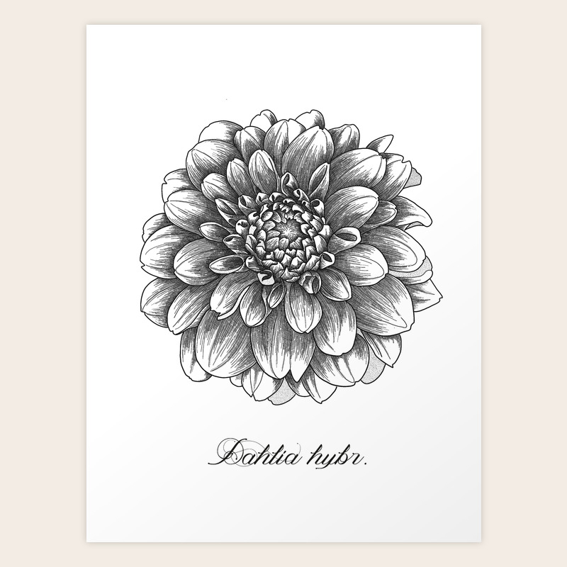 Dahlia Flower Vintage Botanical Engraving Art Print By Agakubish Society6,Floral Designs Easy Simple Flower Border Drawing