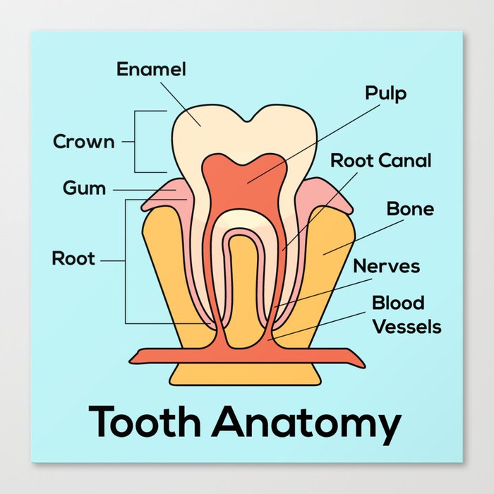 tooth anatomy Canvas Print
