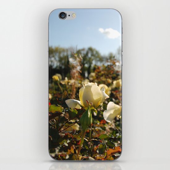 Rose Garden Sunshine iPhone & iPod Skin