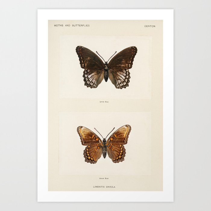 Denton Butterfly Vintage Print Art Print
