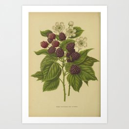 Botanical Blackberries Art Print