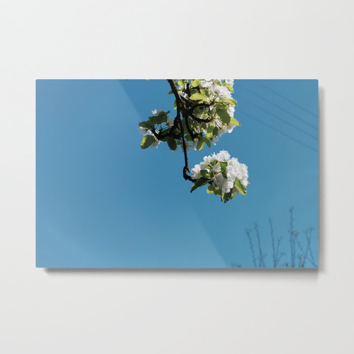White blossoms Metal Print