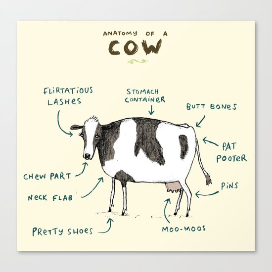 Anatomy of a Cow Canvas Print