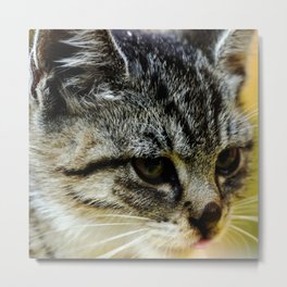 Animal portrait of tabby kitten, adorable small cat Metal Print | Cute, Closeup, Animaltheme, Adorablecat, Headofakitty, Meow, Tabbykitten, Adorablekitty, Animalportrait, Feline 