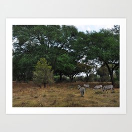 Zebras. Art Print | Zebras, Trees, Africa, Photo, Stripes, Safari, Namibia 
