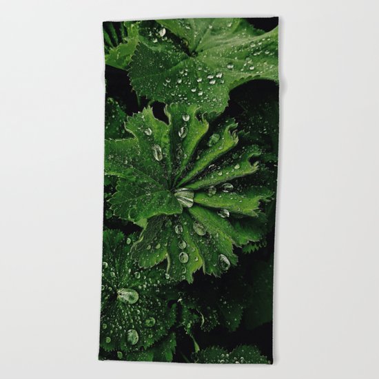 Dew On Rose Scented Geranium Leaves Beach Towel