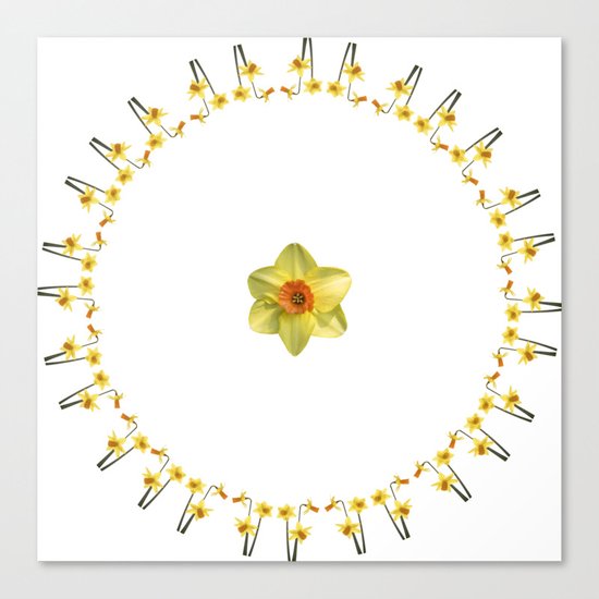 Daffodil Madness Canvas Print