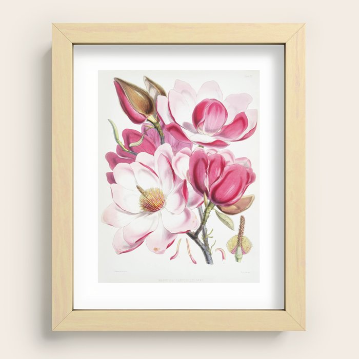 Campbell's magnolia (Magnolia Campbellii), Flowering plant from