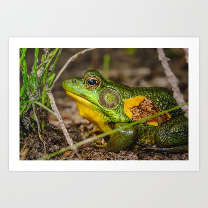 Big Ol' Green Frog Photograph Art Print