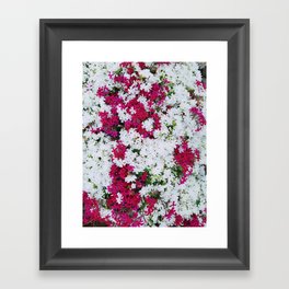 White and Magenta Flowers, Ground Coverage Framed Art Print