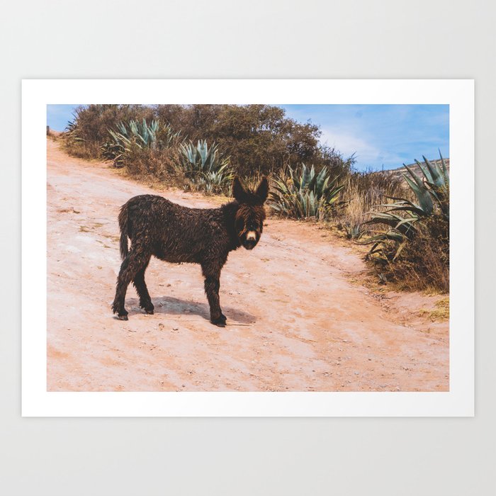 Donkey in Peru Art Print