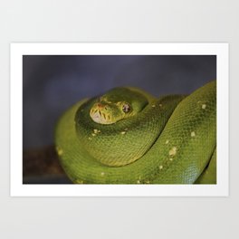 Green tree python Art Print | Terrestrialplant, Wildlife, Rainforest, Yellow, Indoor, Terrestrialanimal, Greensnake, Scaledreptile, Nature, Viridis 