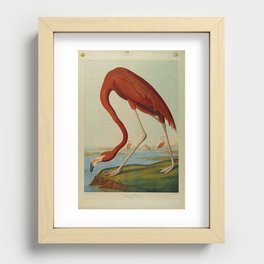 American Flamingo by John Audubon (1785 – 1851) Reproduction. Recessed Framed Print