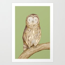 Tawny Owl Art Print