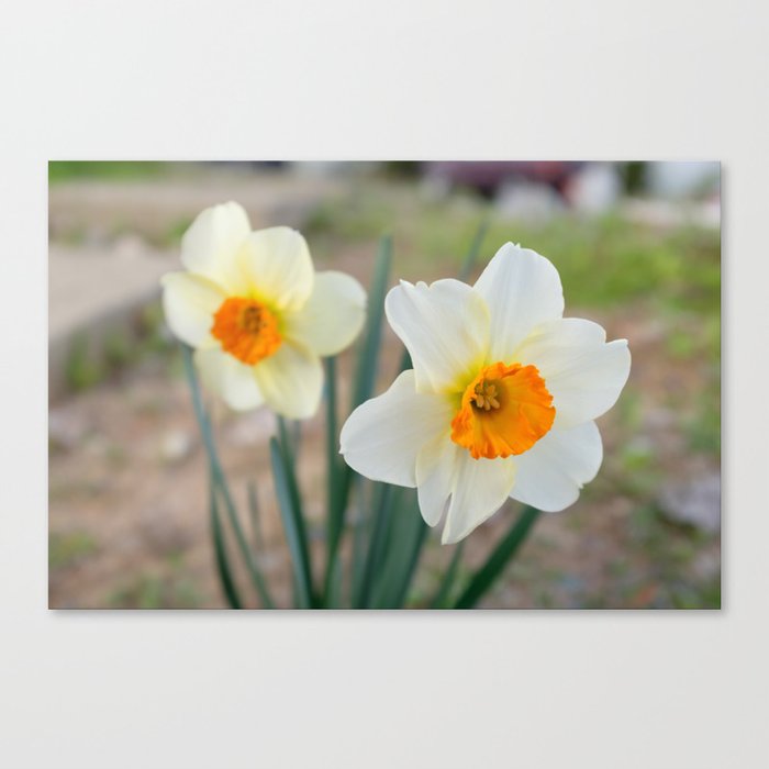 Front Yard Flowers Canvas Print