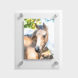 Magical Horses Floating Acrylic Print