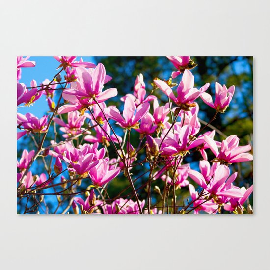 Pink Flowers In The Sun Canvas Print