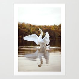 Swan at Grasmere Art Print