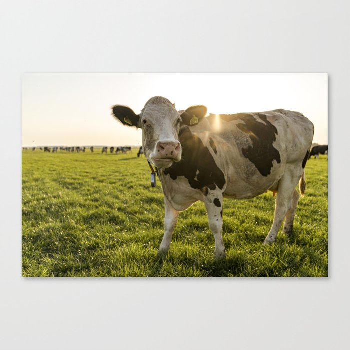 Cow during golden hour | Dutch Glory photography | Netherlands | Golden hour Canvas Print