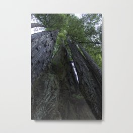 Wooden Giants Metal Print | Simplicity, Giant, Photo, Outdoors, Digital, Redwoods, Bark, Popular, Sunlight, Leaves 