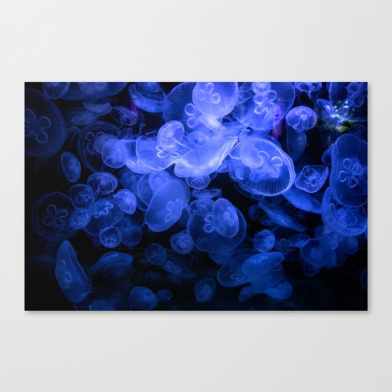 Jellyfish Canvas Print