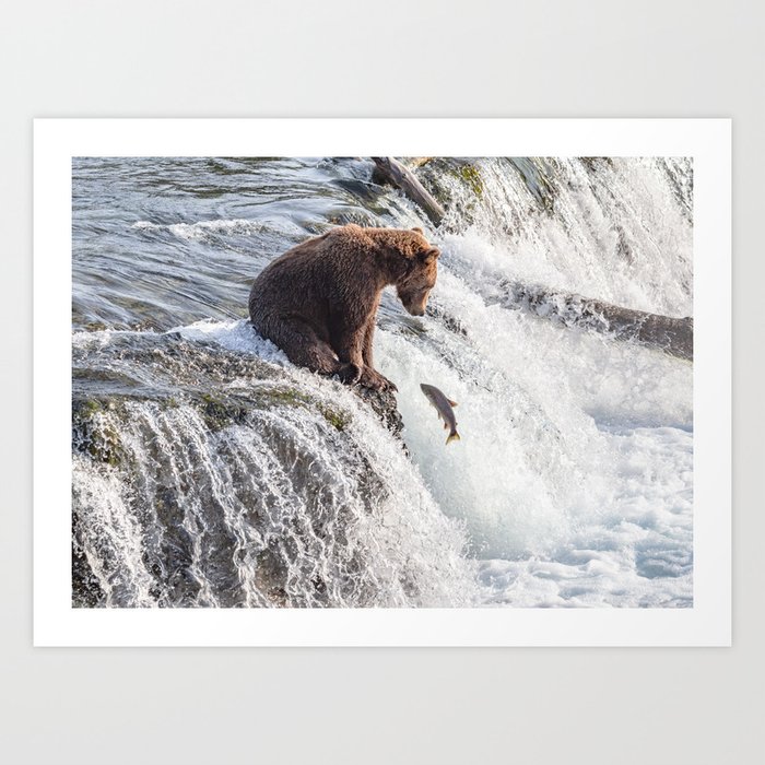 Young grizzly bear sits at waterfall Art Print