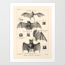 Vintage Bat Diagram Art Print