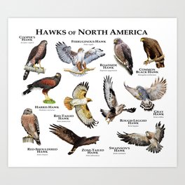 Hawks of North America Art Print