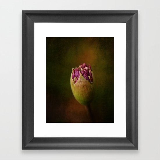 Allium in May Framed Art Print