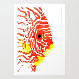 Discus Fish Art Print