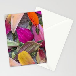 Colorful Zinnia Petals & Seeds Stationery Cards