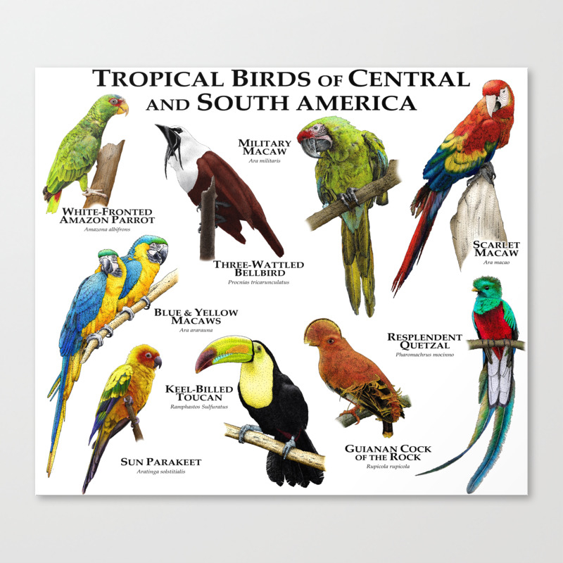 Tropical Parrot Bird Collage Wall Picture Art Print 
