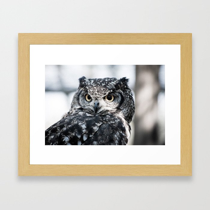 Spotted Eagle-Owl Framed Art Print